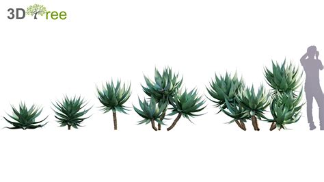 Agave attenuata (3D model) - 3DTree