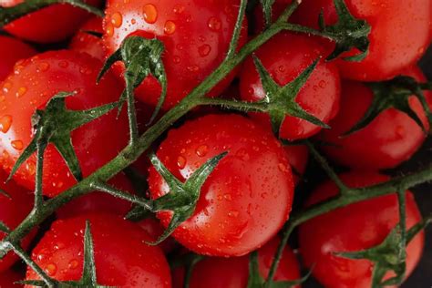 How To Grow Campari Tomatoes From Scratch [A Complete Guide]