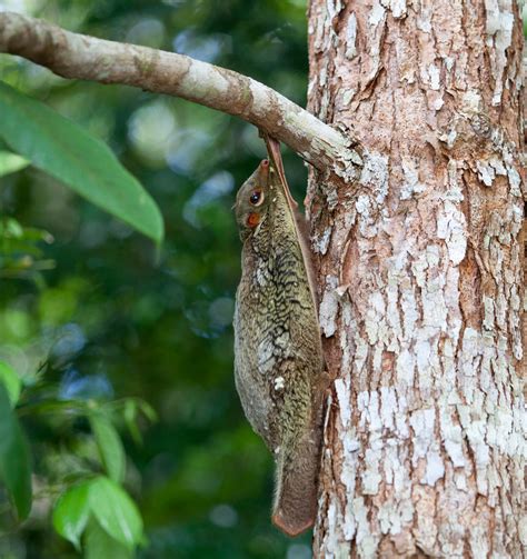 Flying Lemur [Cynocephalus variegatus] | Flying Lemur [Cynoc… | Flickr