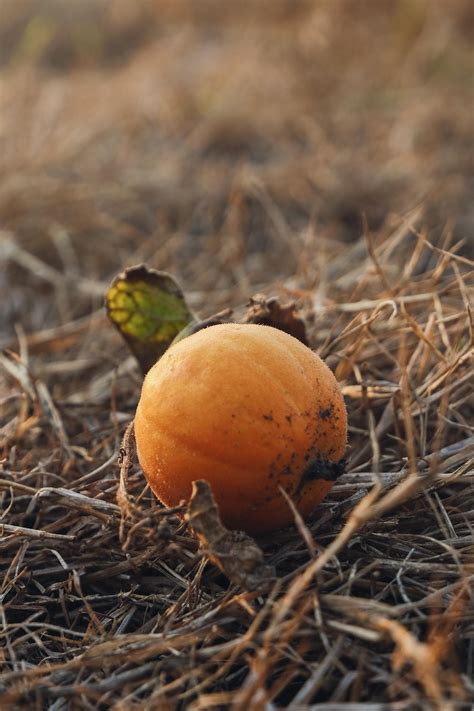 Round Orange Fruit · Free Stock Photo