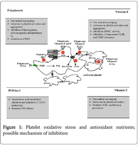 Mechanism of platelet activation and aggregation – Telegraph