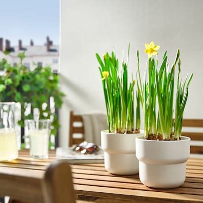 NARCISSUS potted plant, assorted/Narcissus, 12 cm - IKEA