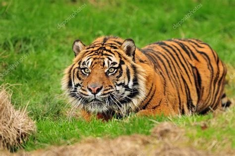 Sumatran tiger hunting — Stock Photo © neelsky #37928519