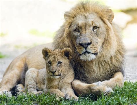 Cub posing with dad | African animals photography, Cute animal pictures ...