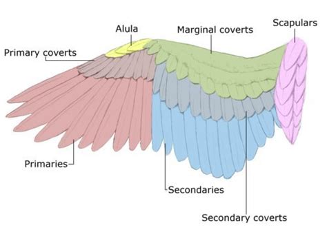 My Feather Anatomy Guide - BackYard Chickens Community