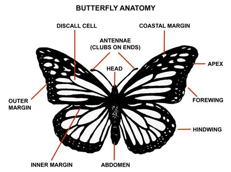 butterfly anatomy : Biological Science Picture Directory – Pulpbits.net