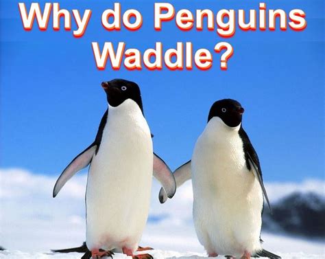 Penguins waddle like little fat men in dinner jackets – study aims to ...