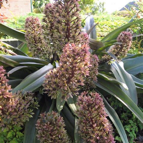 Eucomis comosa 'Sparkling Burgundy' - Vitro Westland