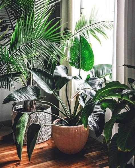 FIND: 15 Incredible Indoor Plants Decor Ideas | Simdreamhomes