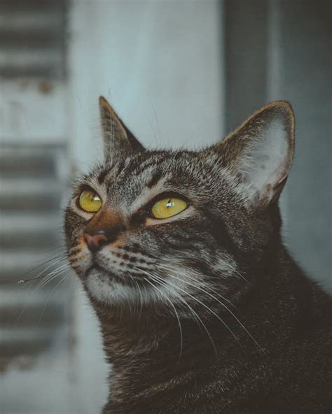 Brown Tabby Cat · Free Stock Photo