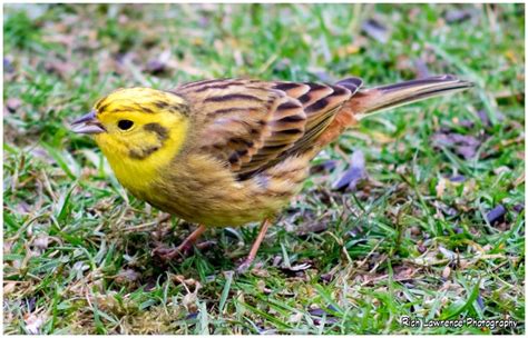 Yellowhammer in the garden. | Color techniques, Quilting projects ...