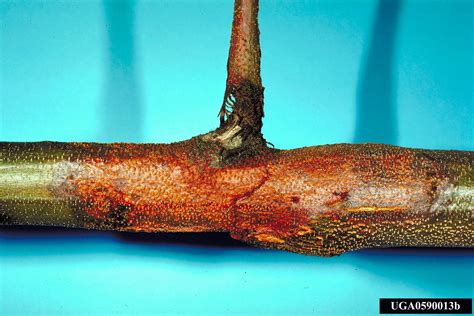 chestnut blight or canker, Cryphonectria parasitica (Diaporthales: Incertae sedis) - 0590013