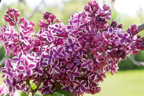 18 Lilac Varieties | HGTV