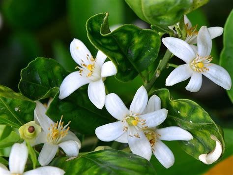 Neroli - Neroli Essential Oil - Uses & Potential Side Effects of Neroli