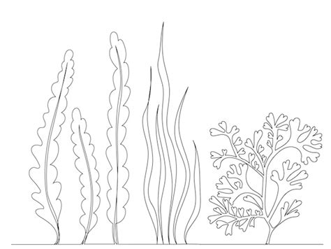 Premium Vector | Seaweed drawing continuous line sketch, isolated, vector