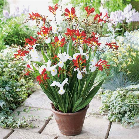 crocosmia plants for sale from UK Shops - crocosmia plants Page