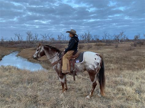 AWESOME LITTLE RANCH HORSE