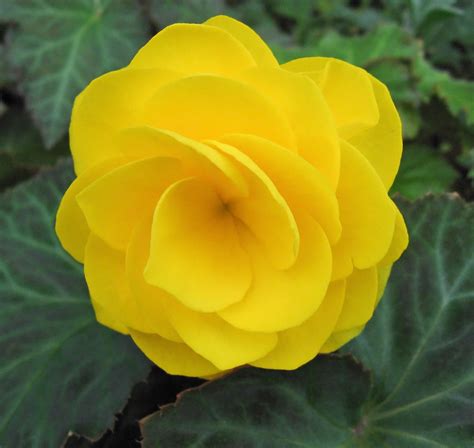 File:Yellow begonia.jpg - Wikimedia Commons