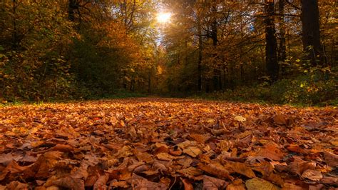 Nature Trees Colorful Road Autumn Path Forest Leaves - vrogue.co