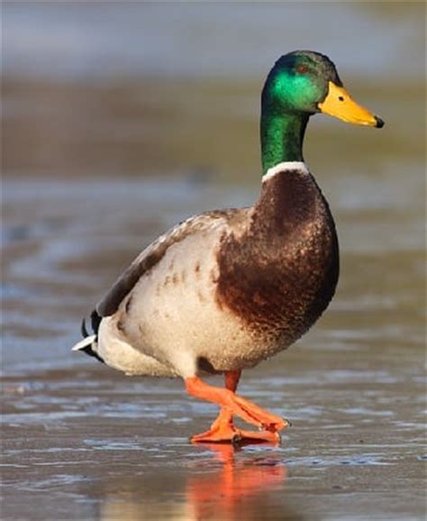 MALLARD DUCK FACTS