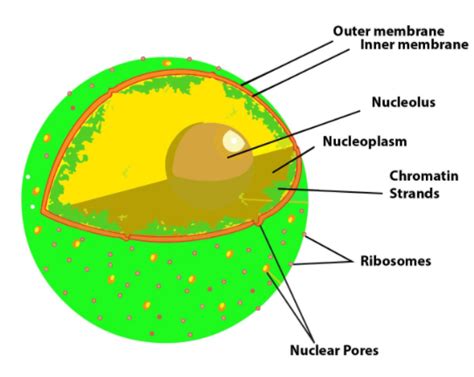 Nucleus Diagram