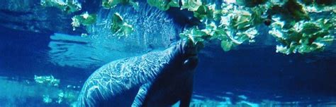 Manatee Feeding - Manatee Facts and Information