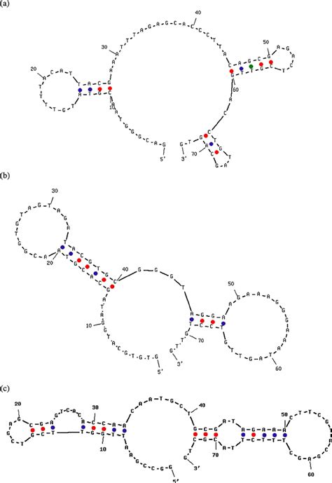 The predicted secondary structures of the three aptamers: (a) aptamer... | Download Scientific ...