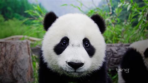 Panda Bear Cubs Panda bear cub, animal, bamboo, bear, cub, Bear ...