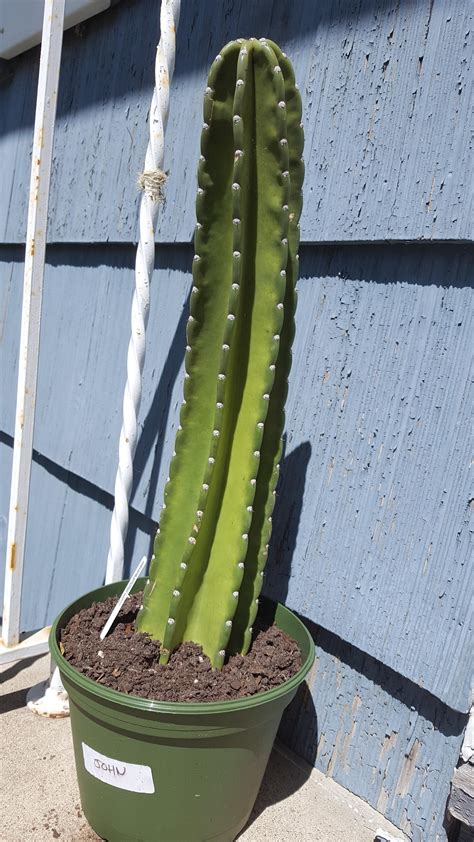 Can someone tell me the exact species this is? The tag says it is cactus cereus but I believe ...