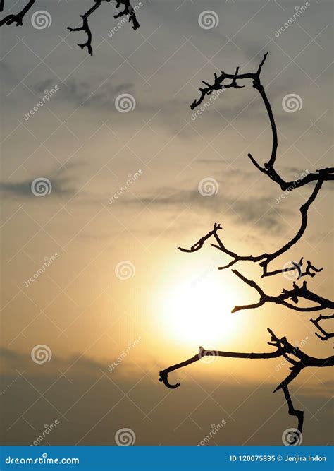 Beautiful Light of Sunset with Silhouette Tree. Stock Image - Image of ...