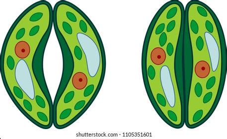 Structure Stomatal Complex Open Closed Stoma: vetor stock (livre de ...