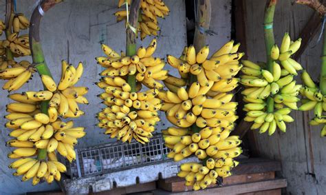 Banana Free Stock Photo - Public Domain Pictures