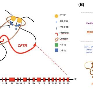 CFTR gene and protein (A) 3D organization of the CFTR gene -the... | Download Scientific Diagram