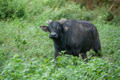 Tamaraw Tales: Introduction - Global Wildlife Conservation