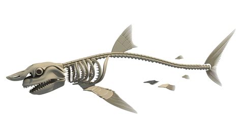 Great White Shark Skeleton - 3D Model by 3D Horse