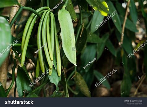 Handpicked Green Vanilla Beans Vanilla Pollination Stock Photo ...