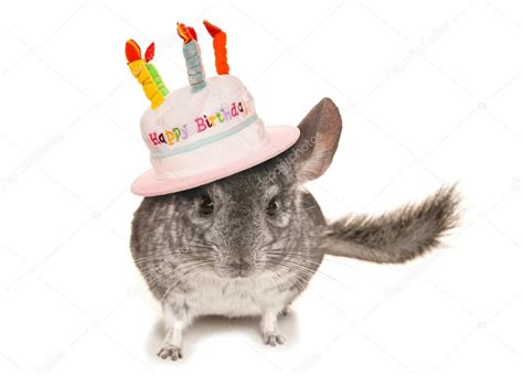 Happy birthday chinchilla | Chinchilla wearing happy birthday hat ...