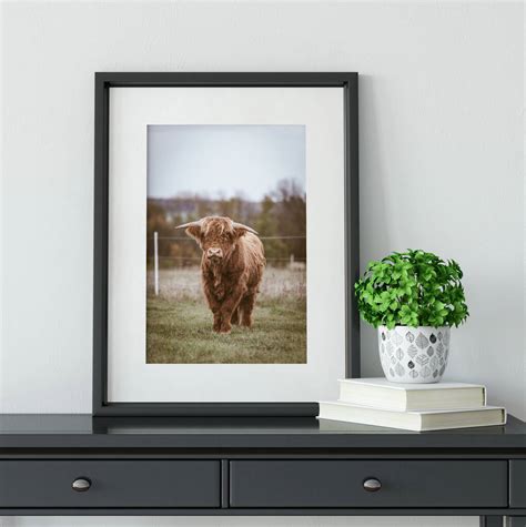 Highland Cow Photography Print Two By Lelloliving