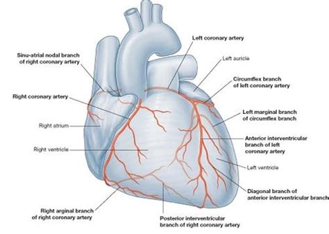 anterior and posterior interventricular sulcus ...