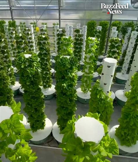 rows of green plants growing in white pots