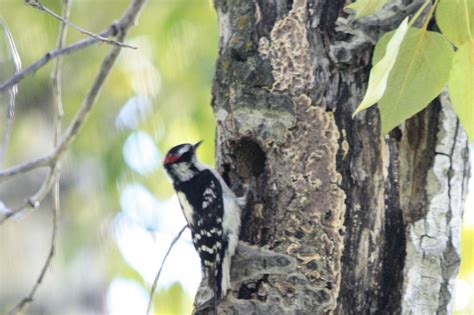 Downy Woodpecker nest - Birds Calgary