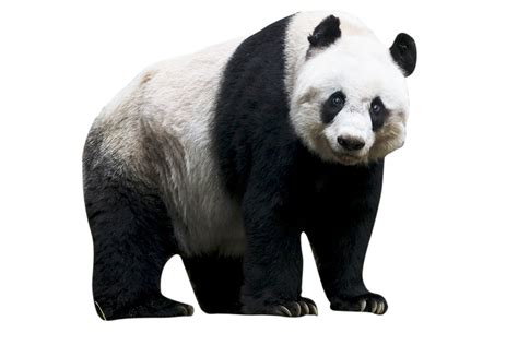 The Giant Panda Red panda Bear - red panda png download - 1000*667 ...