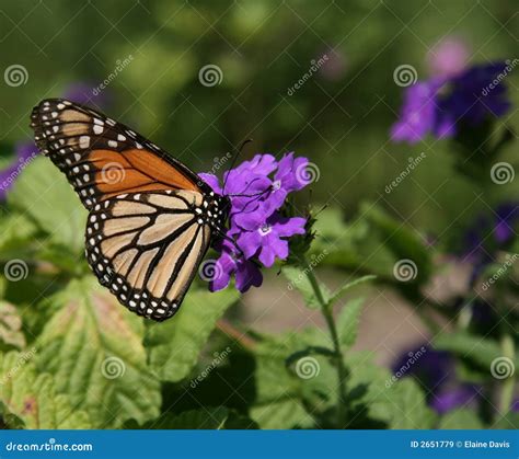 Butterfly Feeding Royalty Free Stock Images - Image: 2651779