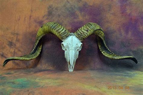 Real goat skull without the lower-jaw art work NO. 83 on Etsy, $150.00 ...