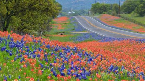 Where to see bluebonnets in and around Austin in spring 2017 | Fort Worth Star-Telegram