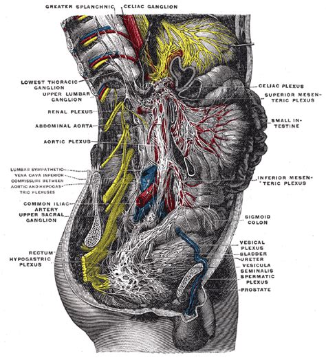 Celiac ganglia - wikidoc