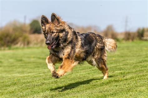 最适合家庭饲养的大型犬，其中它是老人最佳伴侣，慰藉心境的良方