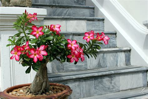 9 Unusual Houseplants to Grow