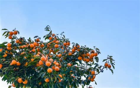 The Fuyugaki Persimmon Tree - Minneopa Orchards