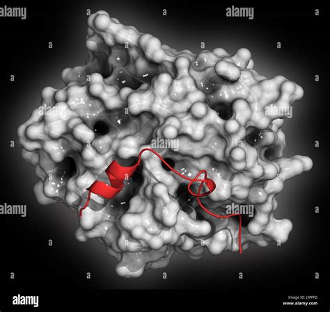 Thrombin blood-clotting enzyme: Human alpha-thrombin molecule is a key ...